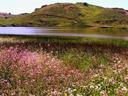 Lagoon at Rodeo Beach.